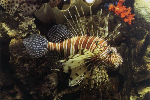 fyns_akvarium.jpg
